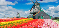 Holland Tulpenbluete Windmuehle ©Adobe Stock neirfy